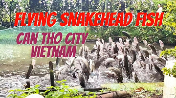 Incredible Snakehead Fish Tricks in the Mekong Delta | Everyday Life in Vietnam
