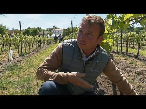 Video Charente : le cognac Hennessy veut bannir les... - youtube