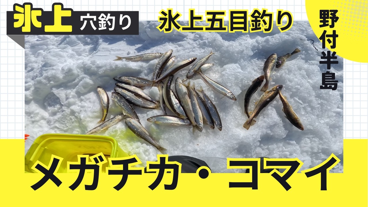 【氷上テント穴釣り】コマイ狙いが…メガチカ20cmだらけ！カレイ＆ギンポまで五目爆釣｜野付半島　#氷上釣り #穴釣り #野付半島