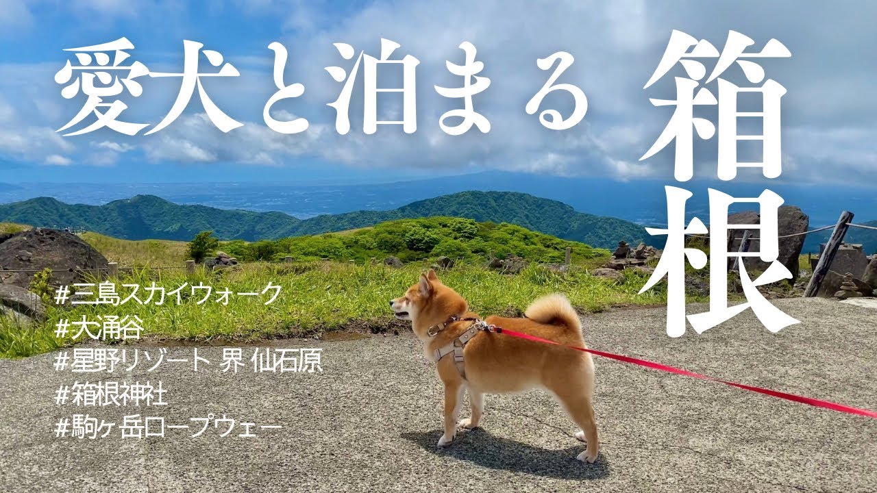 【柴犬と箱根】星野リゾート界 仙石原に泊まってみた【犬連れ旅行】