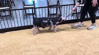 18-6 spot boar
