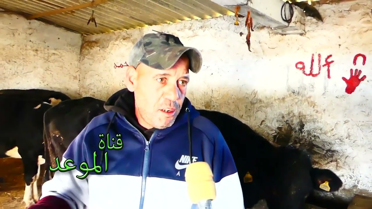 جولة على قطاع الأبقار و الأغنام في قلعة الأندلس ومشاكل إلي يعاني منها الفلاح