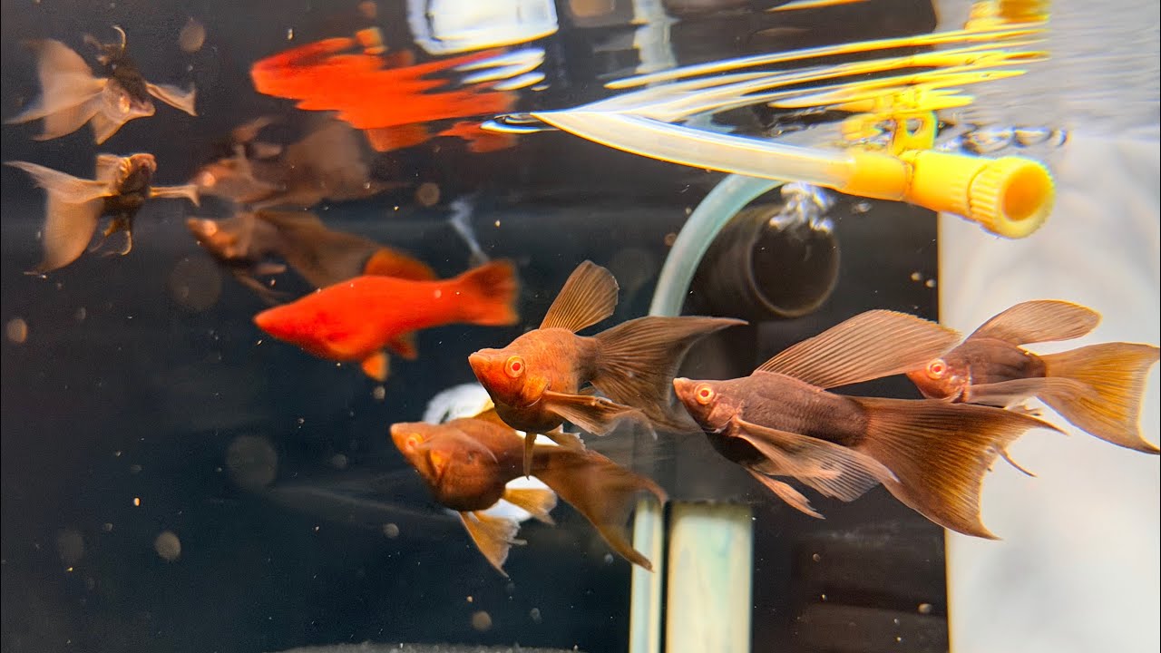 Combo siêu rẻ các dòng cá Molly - Guppy - Huyết Kiếm cho ae chơi tết part 3