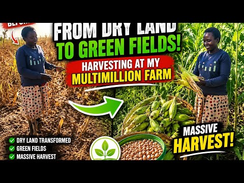 Massive Harvest on Our Multimillion Farm!||Farm update