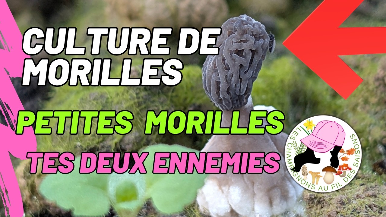 Culture de morilles chez soi : petites Morilles 2026 - ses Ennemies arrivent ! 19/02/26
