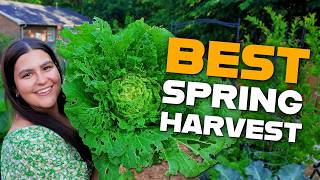 Spring Garden Harvest: You Won’t Believe These Cabbage and Beets!