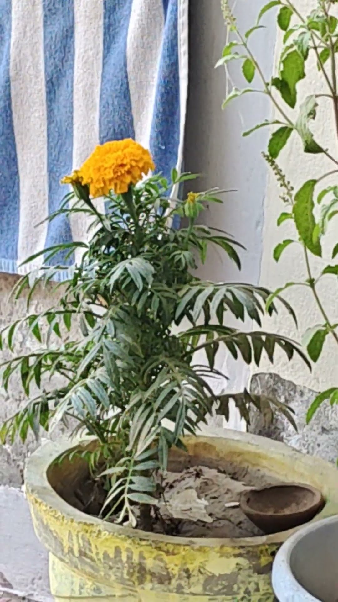 🌞 Good Morning🌞 - ShareChat