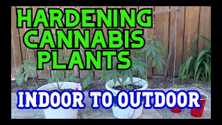Transitioning Indoor Cannabis plants to Outdoors and Hardening - Toronto Canada