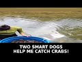 Eps004 Two Smart Dogs Help Me Catch Crabs | Amazing Crab Trap Harvest #harvest #trieutoan22 #emtent