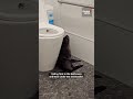 Baby seal walks into a bar in New Zealand