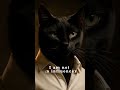 Director of Meowgraphy