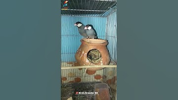 Black java sparrow #shorts