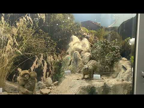 من أجمل المتاحف بجاية للازم عليك تزوره كتزور بجاية متحف بي جا ان جورايا 