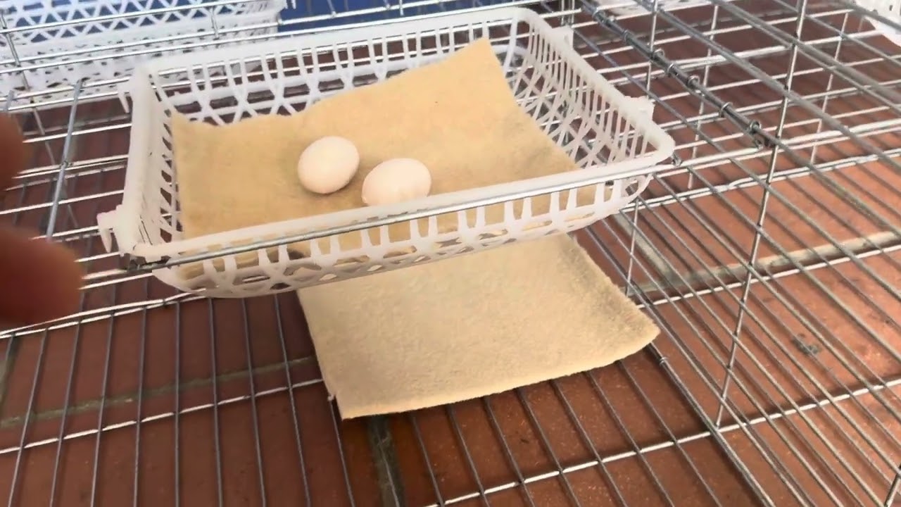 Lồng Nuôi Chim Bồ Câu LPL 06-2025