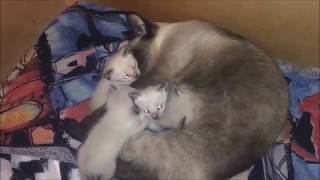 adorable Siamese Kittens, 3 Weeks Old / Bucketlist