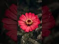 Flowers Of Nagaland #shorts