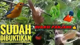 SUARA MP3 PEMIKAT PALING AMPUH DAN TERBUKTI _ DURASI PANJANG