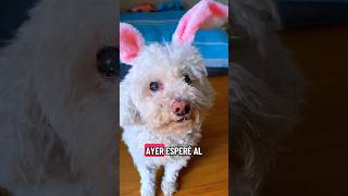 ¿Por qué?🥺🐶 #perros #caniche #perritos #humor #gracioso #tierno #pascua #mascotas #poodle #conejo