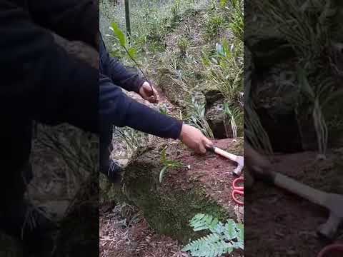 How amazing to grow orchids propagate plant fast and easy #2653