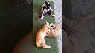 Two Cats Fighting Fiercely 😾🔥 | Epic Cat Fight #Shorts