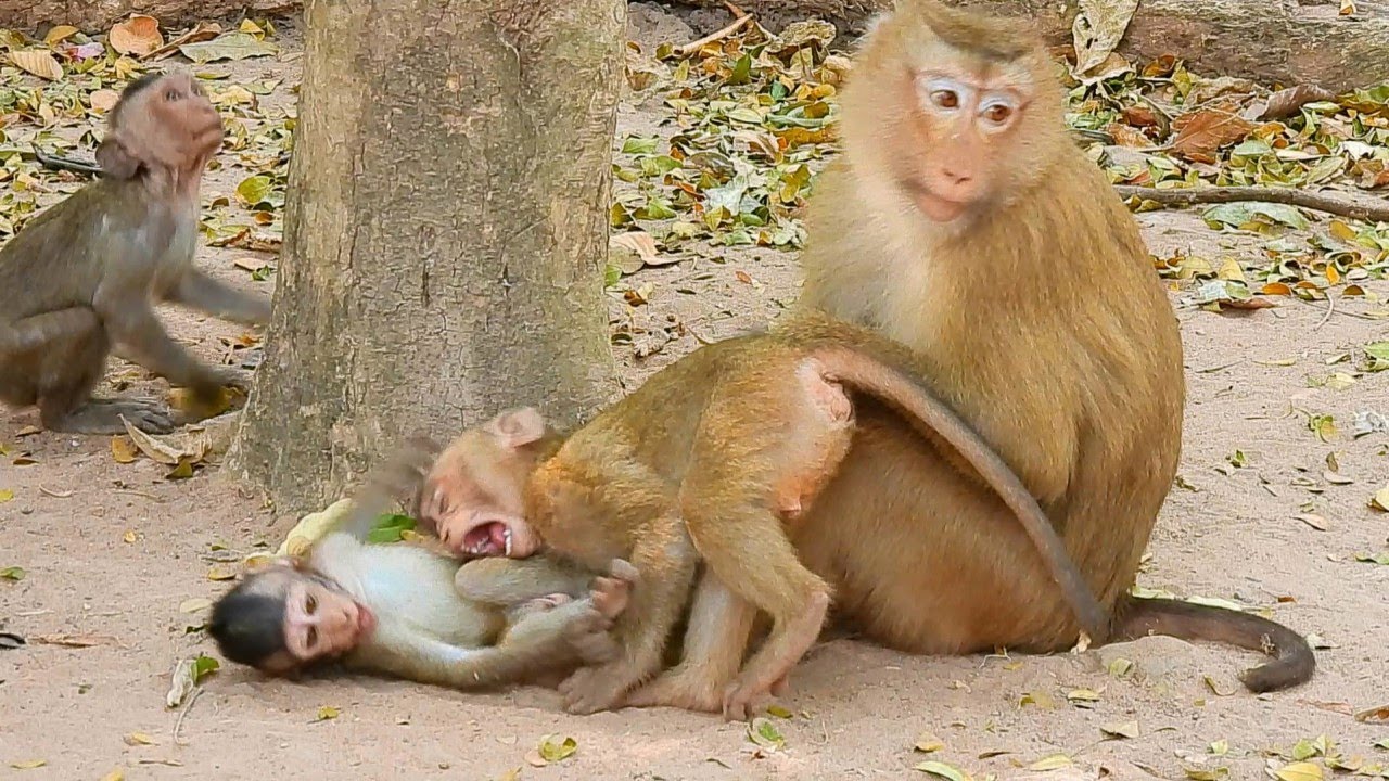 Good Job Young Mom Monkey Rose With Lovely Baby Rex Free All Time