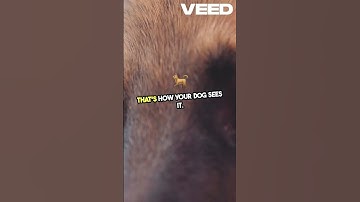 Thumbnail of Dogs Can See More Colors Than You Think 🌈🐕