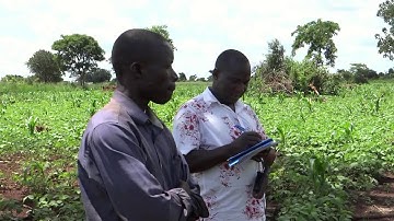 1  Intercroping of Soya and Maize