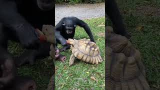 Celebrity When she doesn’t order any food but eats yours anyway #cute #monkeyfriend #relationshipgoals Wealth