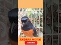 Ultra Clear White Rumped Shama Bird Song | Professional Studio Recording #shorts #trendingshorts