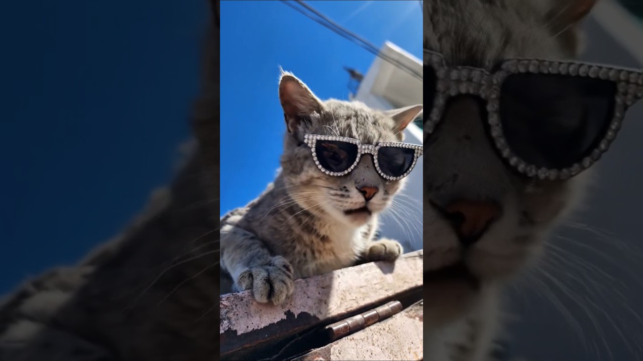 Badass whiskers, bold attitude 