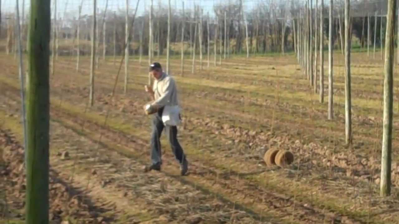 Mark Andrews  stringing hops at Townend Farm