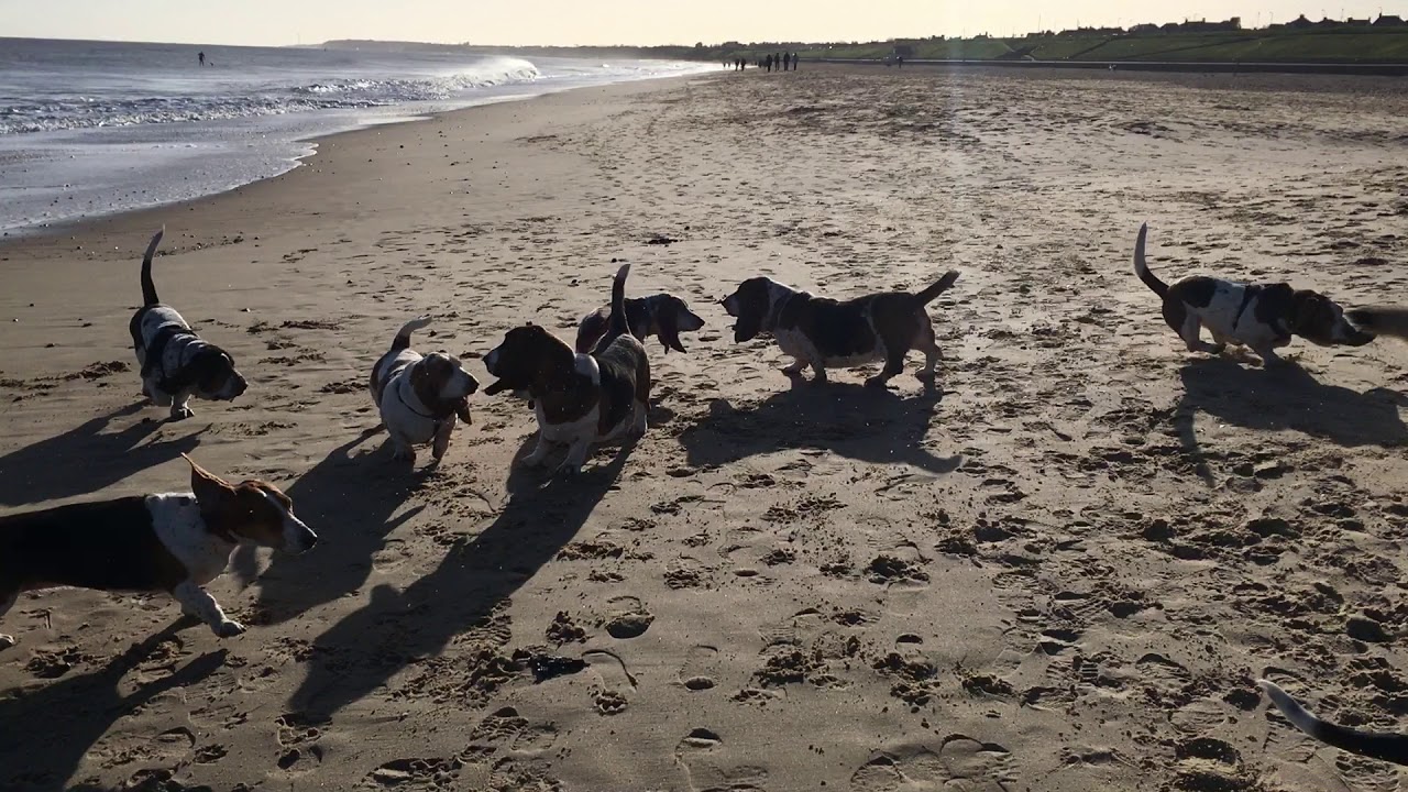 Basset hound waddle , Gorleston on Sea Norfolk UK YouTube