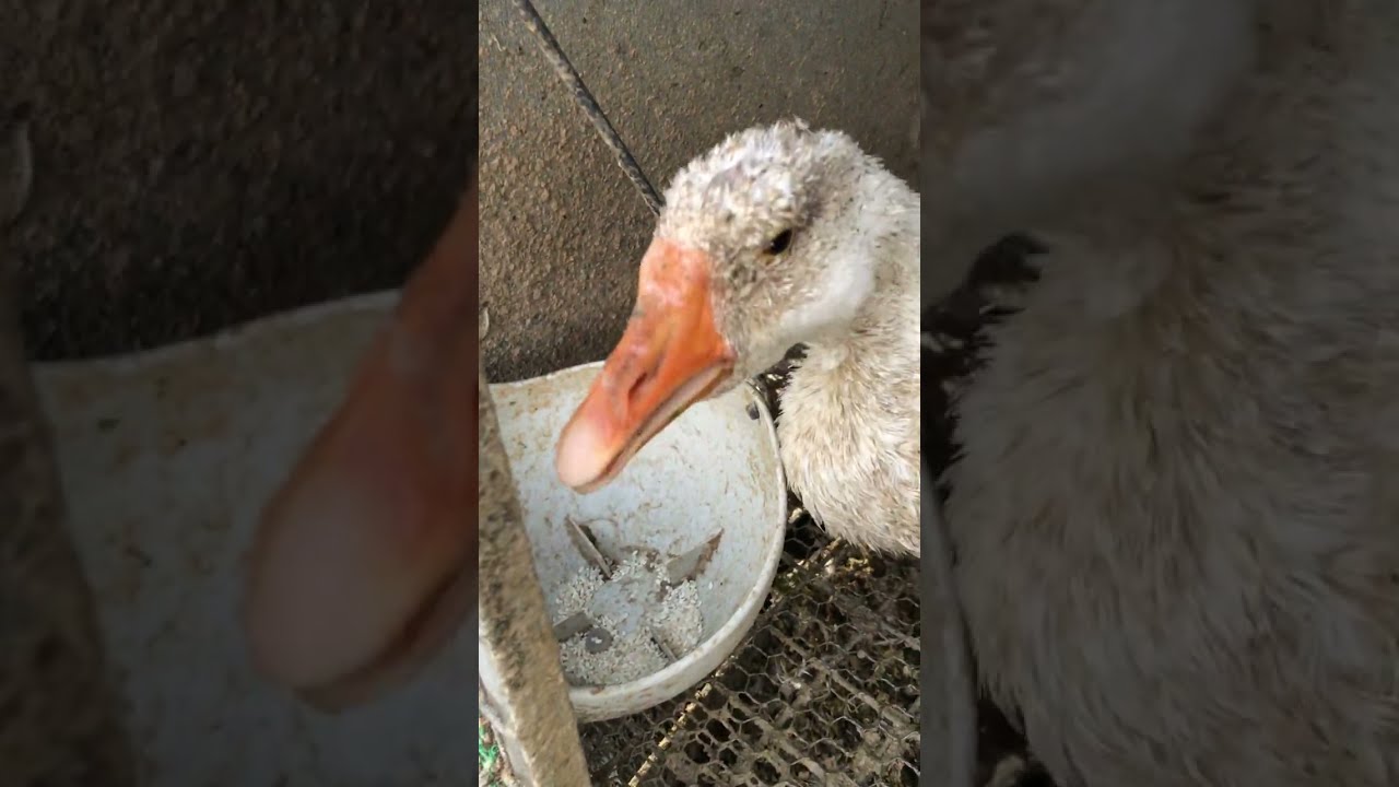 Ngỗng lần đầu tiên được ăn gạo Nhật 