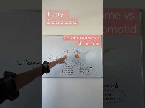 Video: Wat is in 'n chromatied?