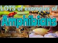 Amphibian Quiz