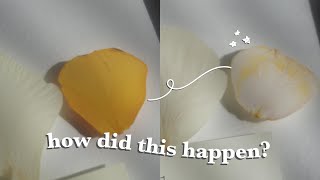 How to care for pressed flowers | DON'T do this