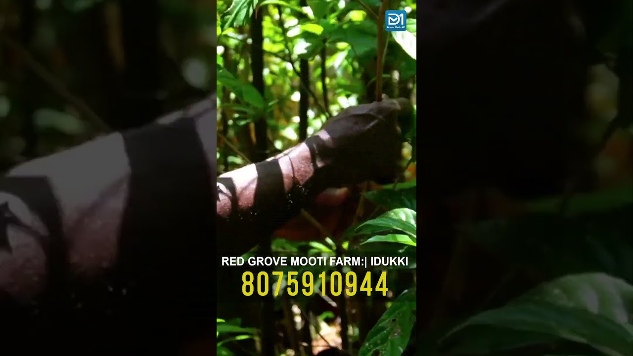 ഏതു പ്രായത്തിലുള്ള മൂട്ടി തൈകളും ലഭ്യം... 