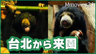 【マレーグマ公開】台北市立動物園から円山動物園に来園した2頭は姉と弟~Malayan sun bears at Maruyama Zoo