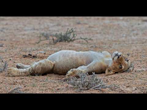 Adorable Lion Cub's Food Coma A Photographer's Perspective
