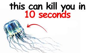 Every Tiny Animal That Can Kill You