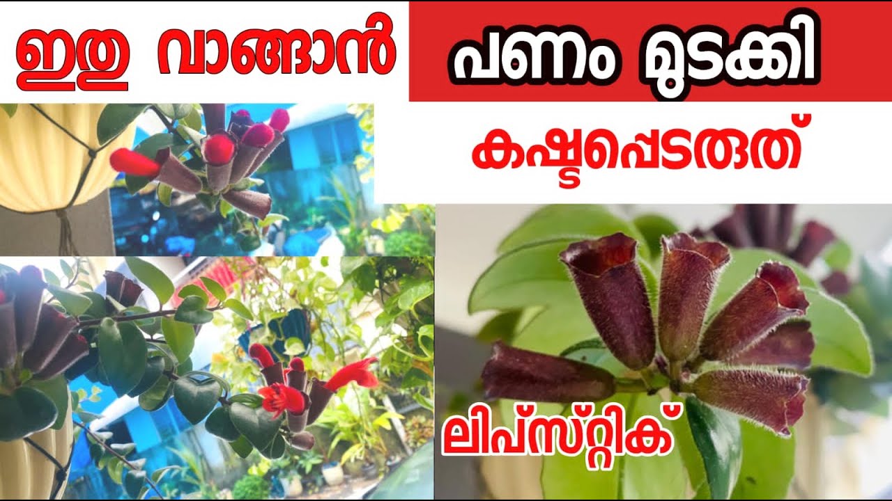 Lipstick plant