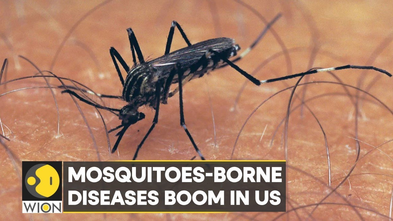 wion-climate-tracker-mosquitoes-borne-diseases-boom-in-us-climate