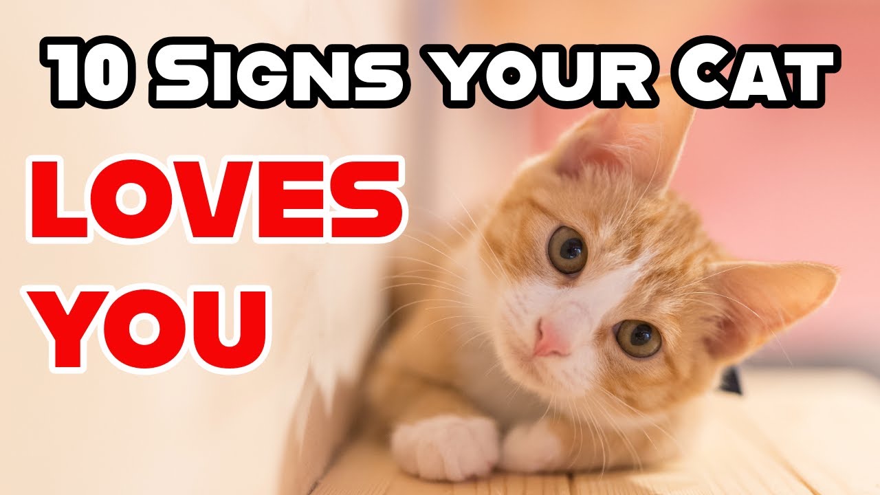 10 Signs Your Cat Loves You (Even if They Act Aloof)