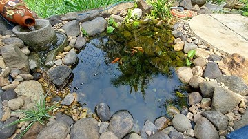 tập 2. hồ koi mini lót bạt 500k sau 1 tháng. lọc đơn giản hiệu quả.DIY koi pond
