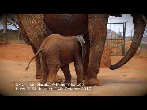 Wild Elephant Brings Her New Baby To Meet The People Who Saved Her Life