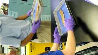 Squid Dissection Day 1 Part 2