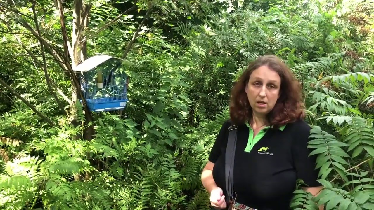 В естественную среду обитания выпущены серые мухоловки.