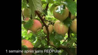 REDPulse test by Agri Meca - Résultat 1 semaine après