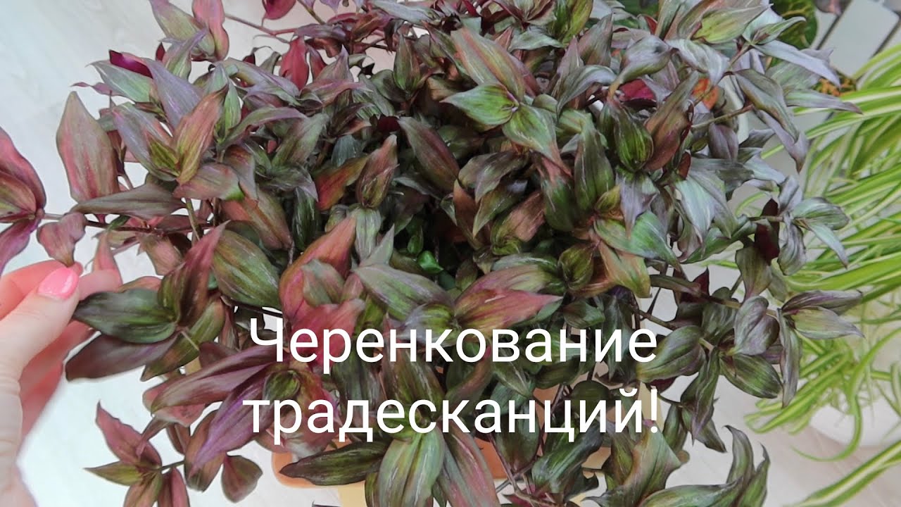 Традесканции: черенкование. Как сделать красивое кашпо из традесканции!