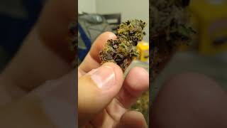 slurricane